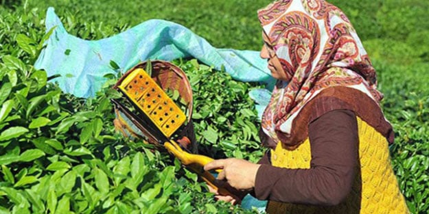 Çay budama bedelleri yatırıldı