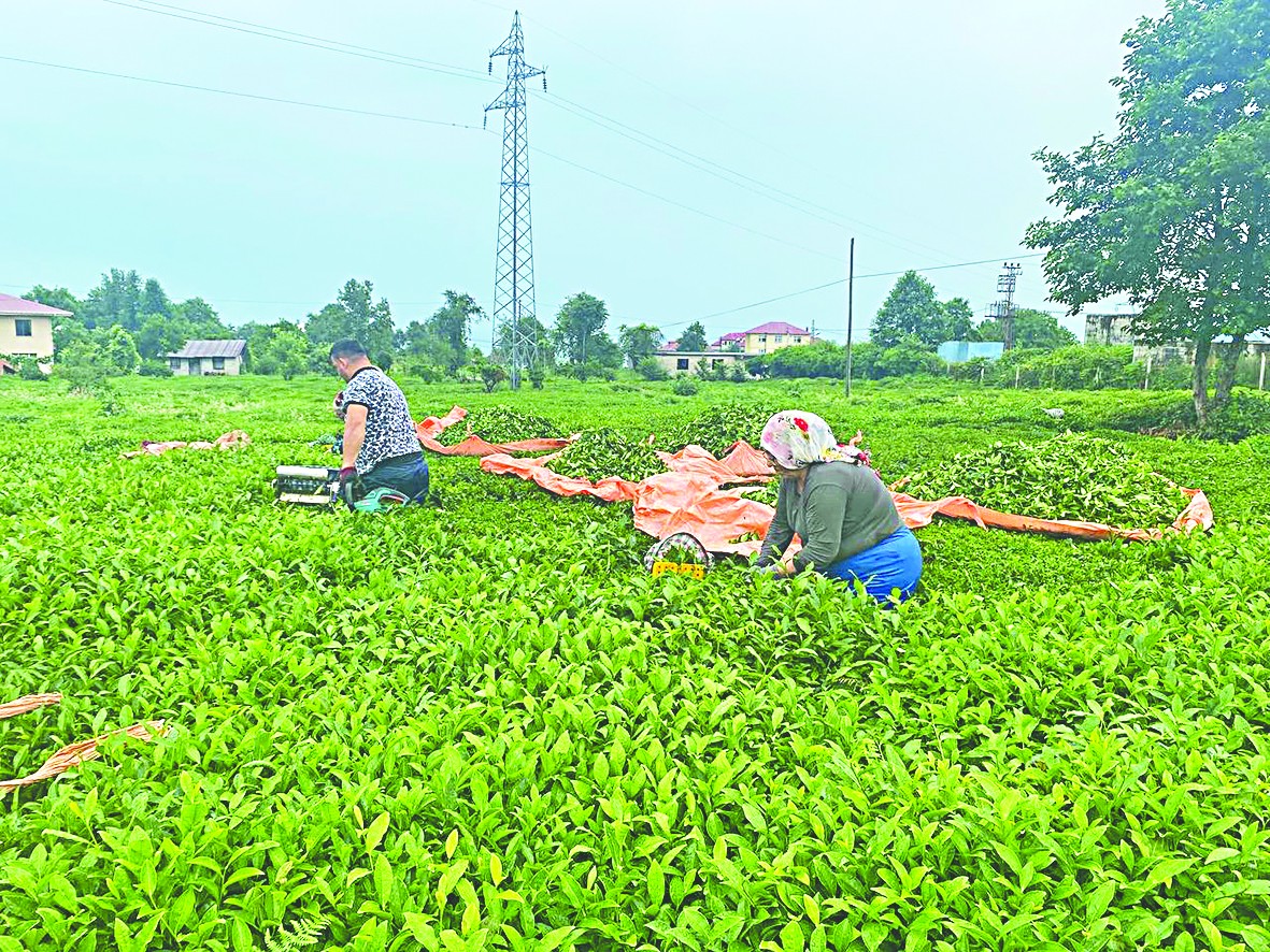 Çay ihracatı 4 ayda 11.3 milyon doları aştı