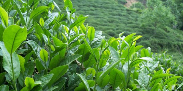 Çay ihracatı rakamları açıklandı