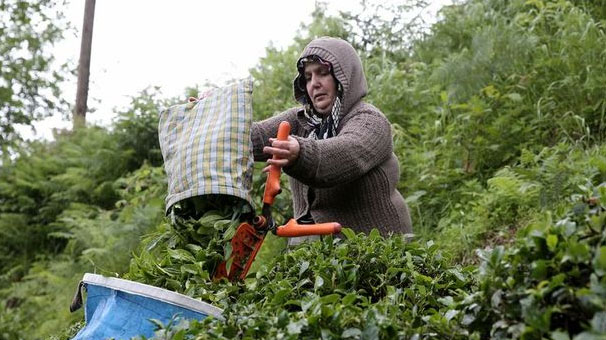 Çay İhtisas Borsası satışa başladı