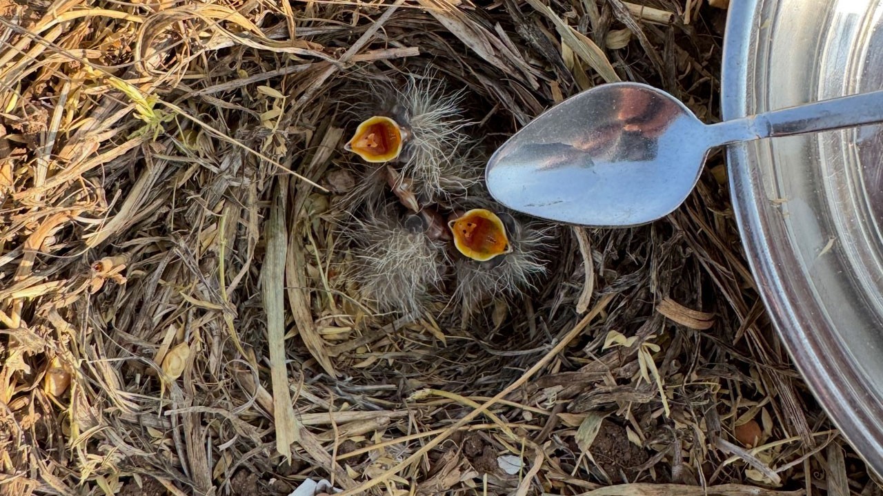 Çay kaşığıyla merhamet! Mardinli çiftçinin kuş yavrularıyla yürek ısıtan anı