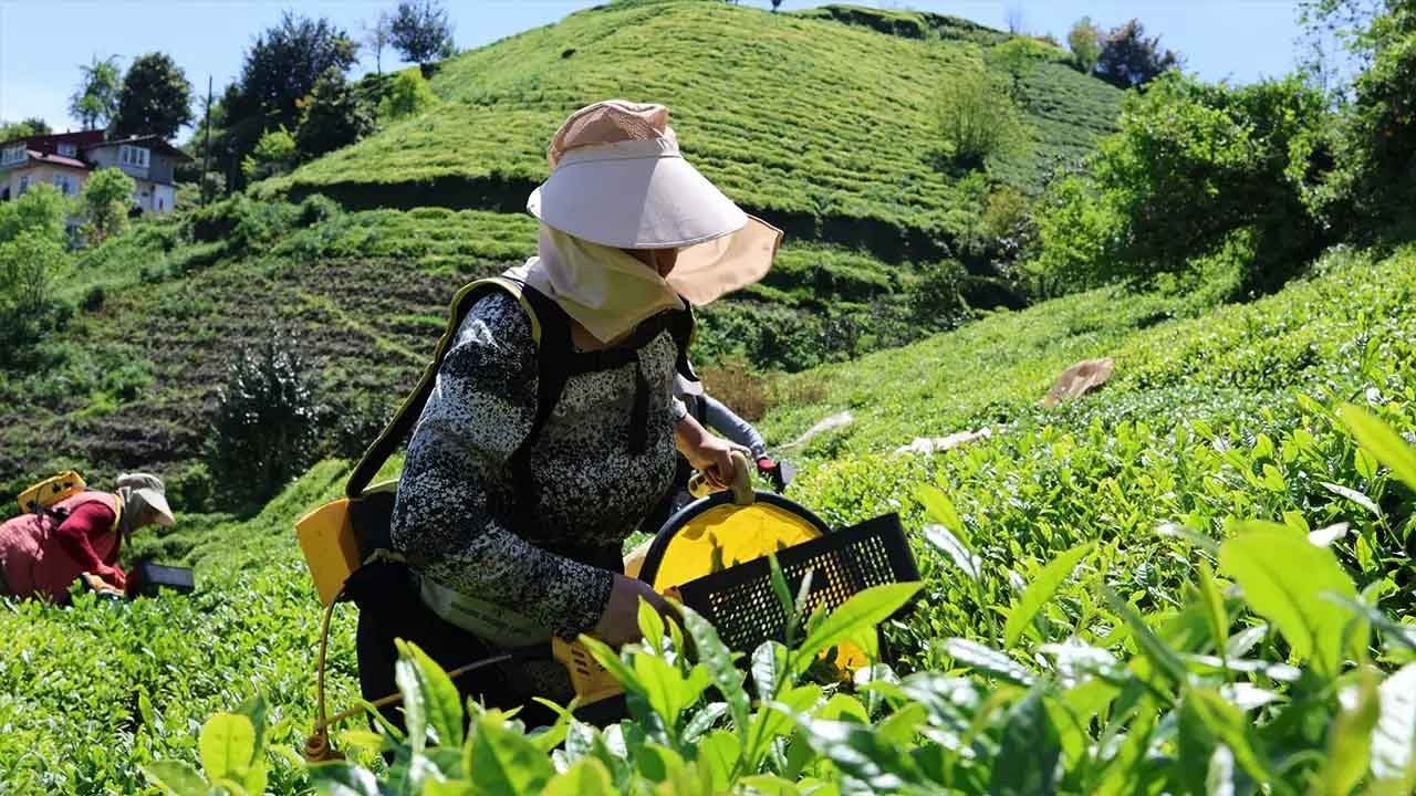 Çay müstahsili yağmura rağmen bayram tatilinde bahçeye koştu!