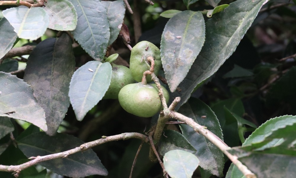 Çay tohumundan yağ üretimi için çalışma başlatıldı 