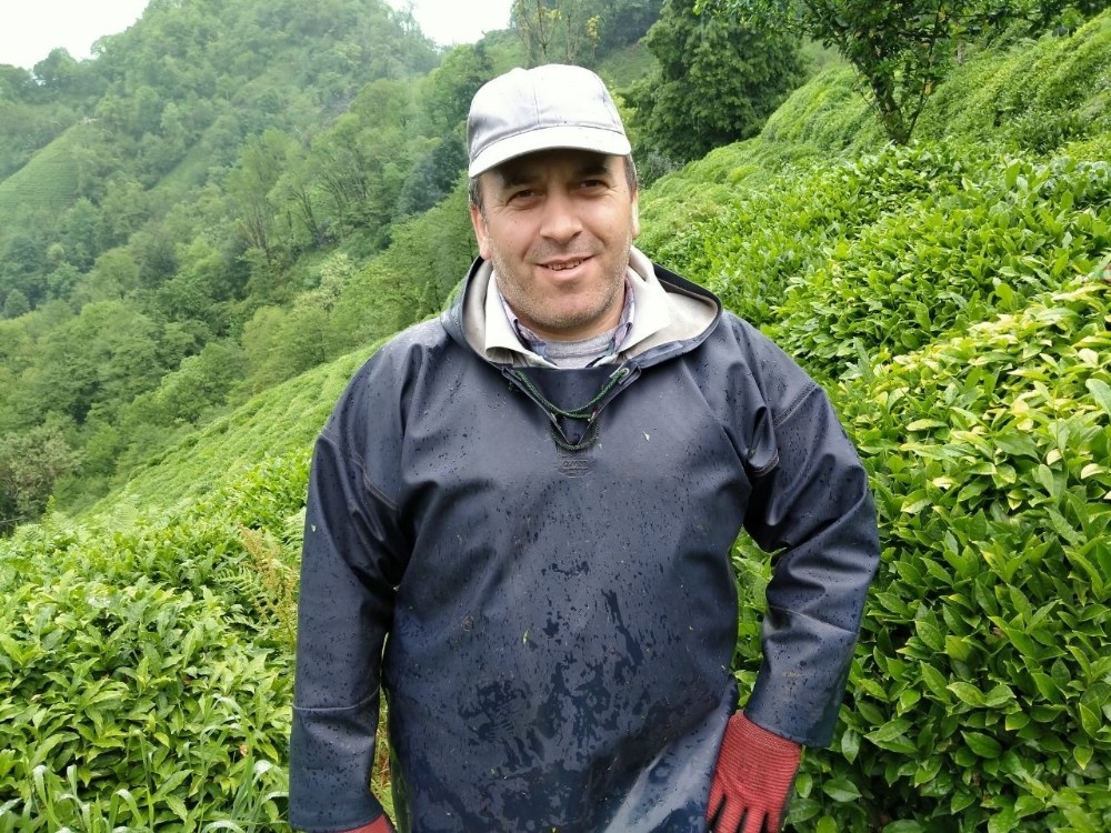 Çay üreticileri bayramı çay toplayarak geçiriyor 