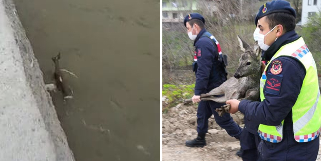 Çaya düşen karacayı kurtarmak için düşünmeden suya atladılar