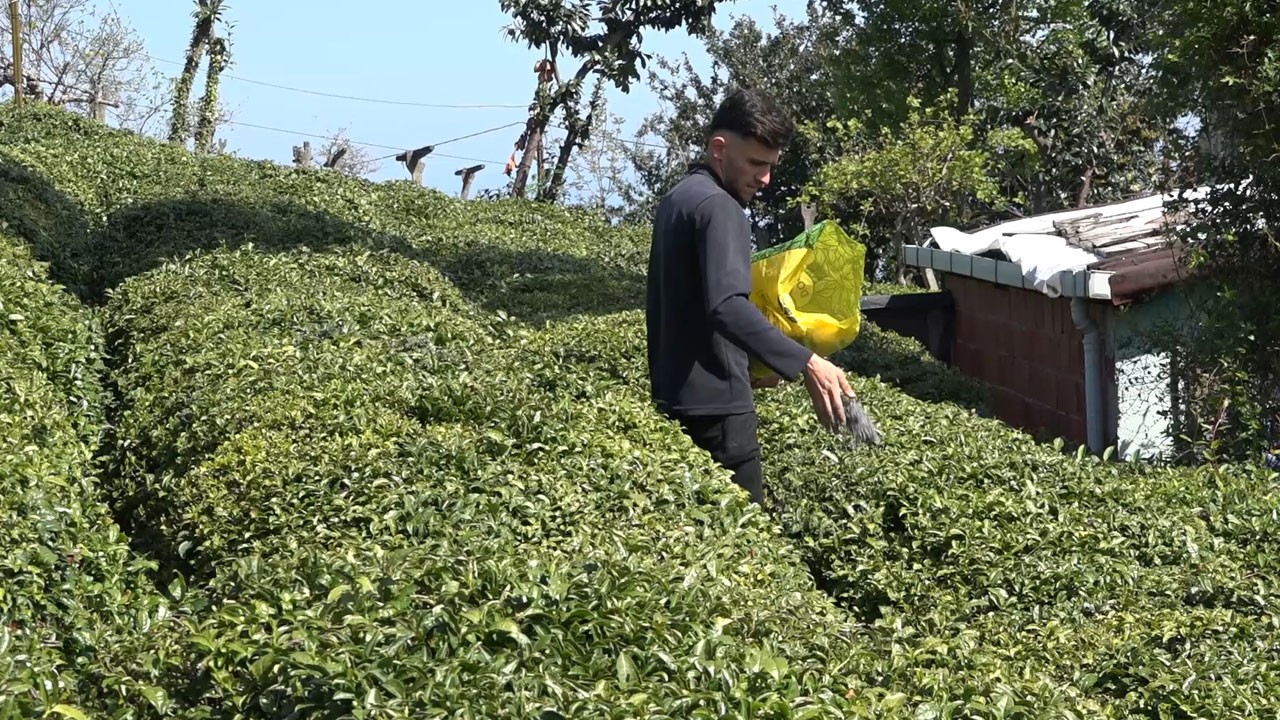 Çayda geri sayım başladı!