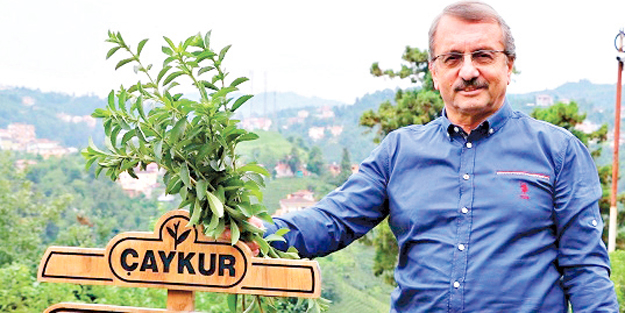 Çayda ‘organik’ dönem