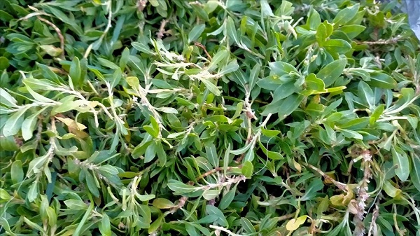 Çayı, çorbası yapılıyor! Anadolu'da yetişiyor faydaları saymakla bitmiyor