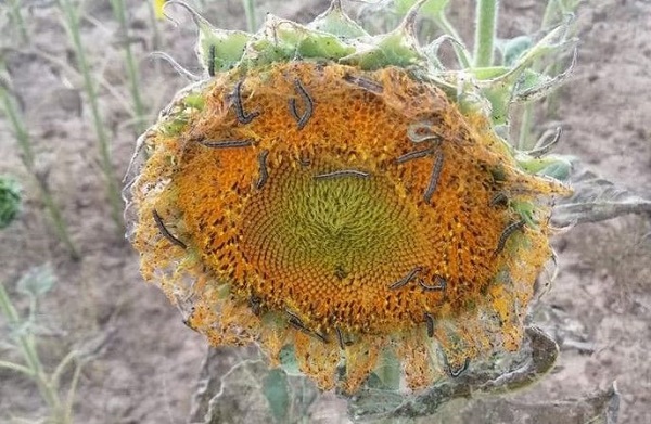 Çayır tırtılı nedir? Çayır tırtılı zararlı mı?