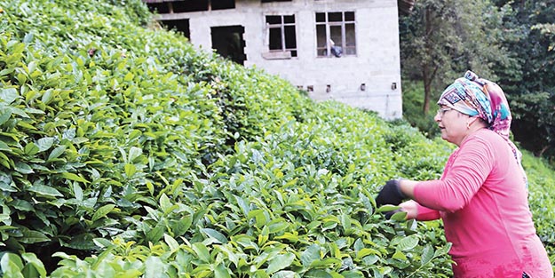ÇAYKUR 2018 sezonunu rekor alımla tamamladı
