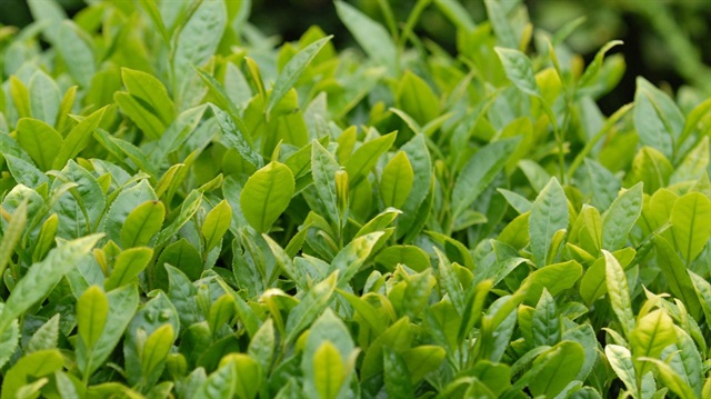 Çaykur 321 bin ton su buharı satın alacak