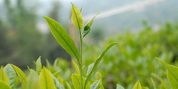 ÇAYKUR işçilerine müjde