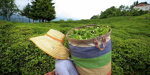 ÇAYKUR kontenjanı 2. kez düşürdü!