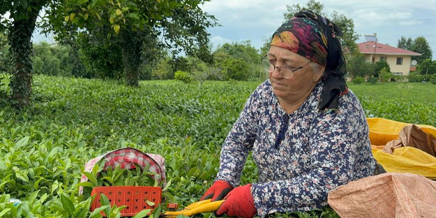ÇAYKUR kontenjanı düşürdü