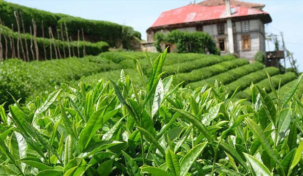 ÇAYKUR tarihinin en büyük ikinci alımı!