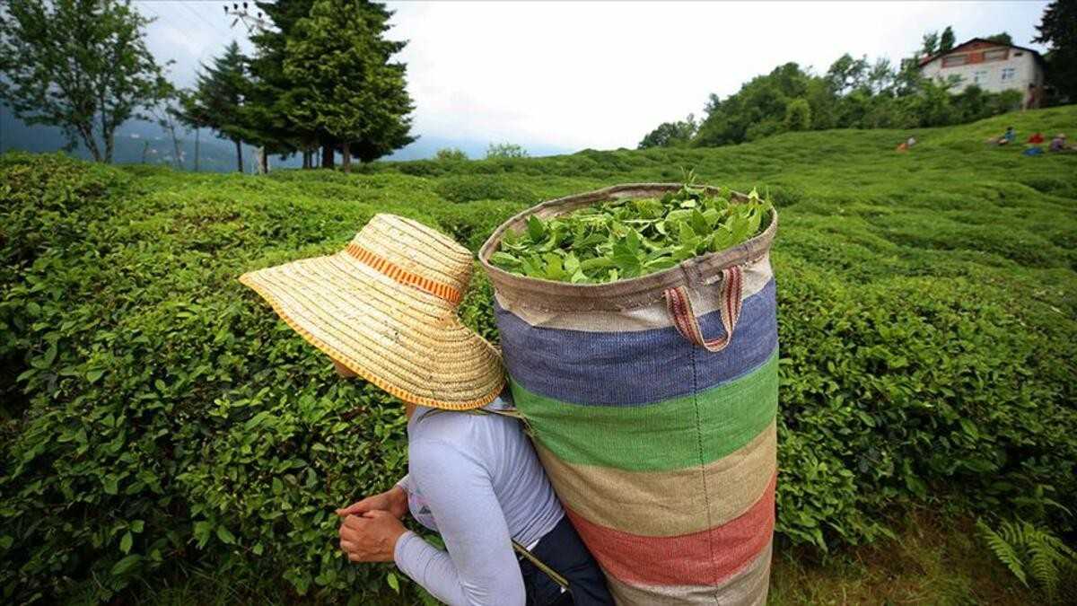 ÇAYKUR, üçüncü sürgünde 50 bin ton yaş çay aldı