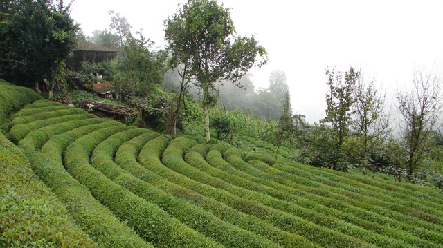 ÇAYKUR'a mevsimlik işçi alımı başvuruları ertelendi