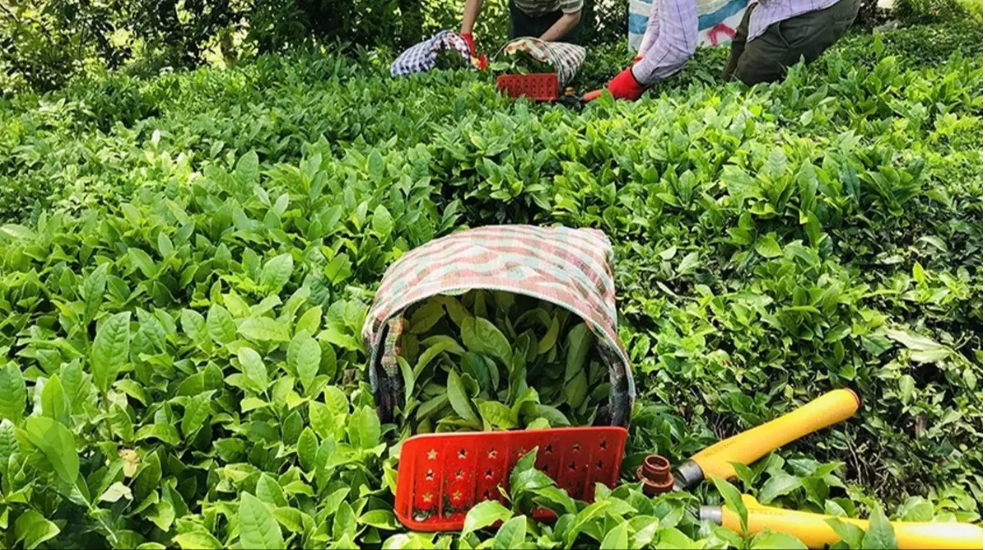 ÇAYKUR'da yaş çay serbest alımı başlıyor