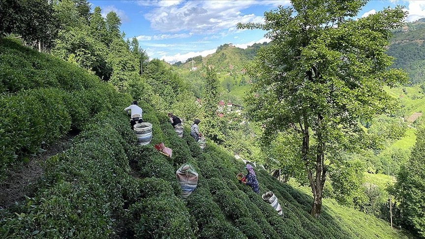 ÇAYKUR’dan mayısta 92 bin ton yaş çay alımı