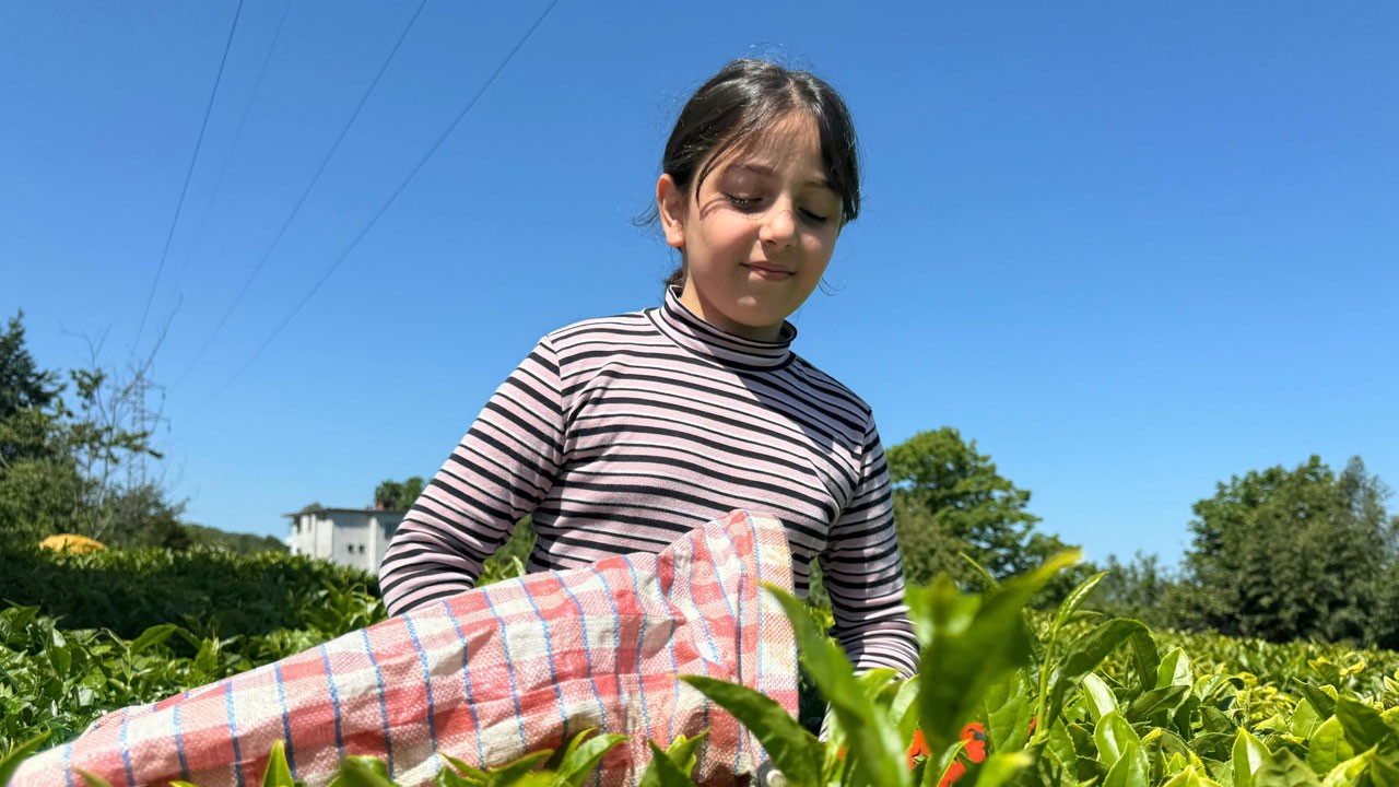 ÇAYKUR’dan üreticilere yoğunluk uyarısı