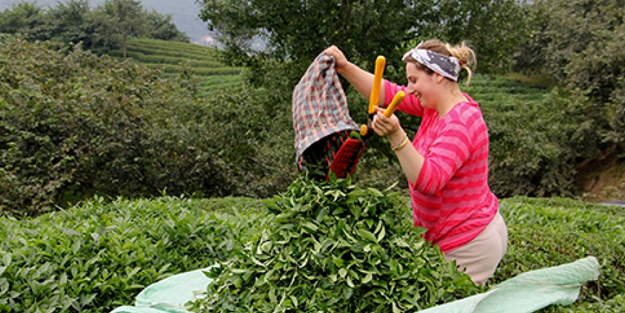 ÇAYKUR'dan üreticiye bayram öncesi büyük müjde!