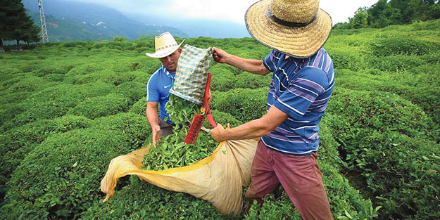 ÇAYKUR’un birinci sürgün yaş çay alımı rekorla tamamlandı