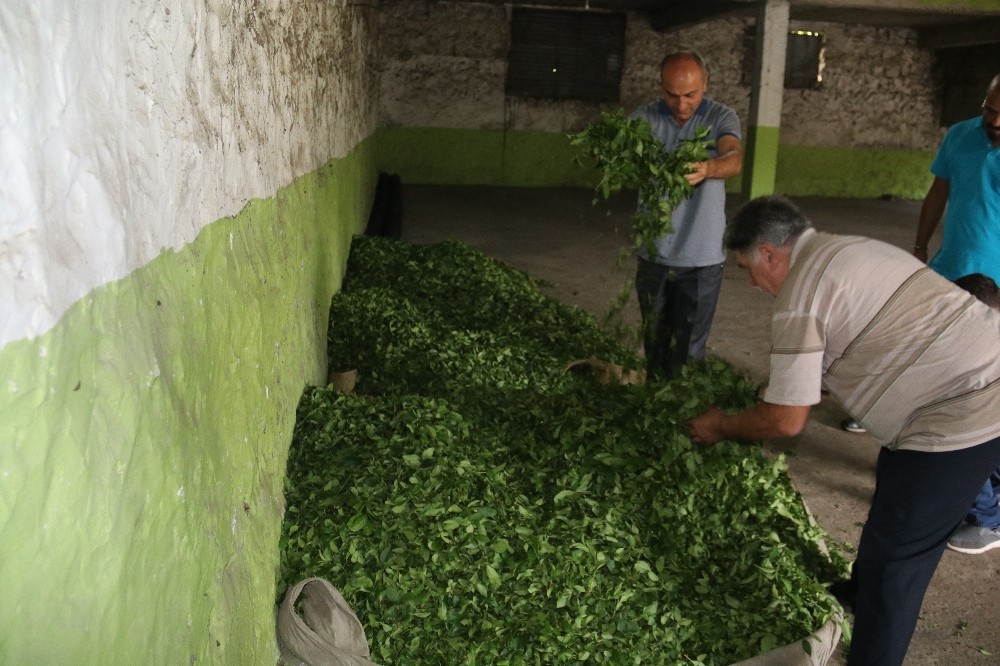 ÇAYKUR’un uyguladığı kontenjan üreticiyi kızdırdı 