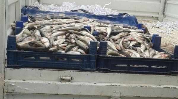 Zabıta ekiplerinden kaçak balık operasyonu