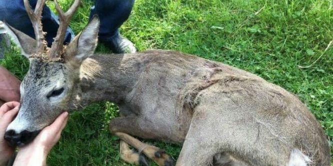 Tedavisi tamamlanan erkek karaca doğaya bırakıldı