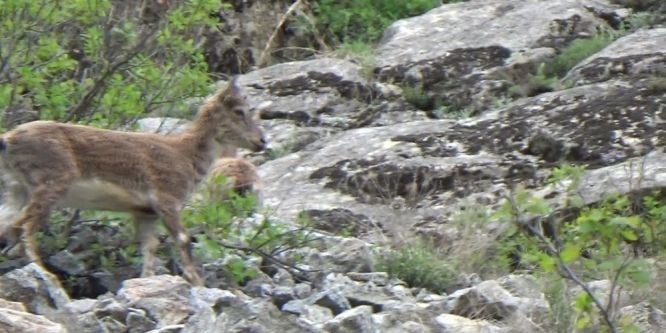 Yaban keçi sürüsü görüntülendi