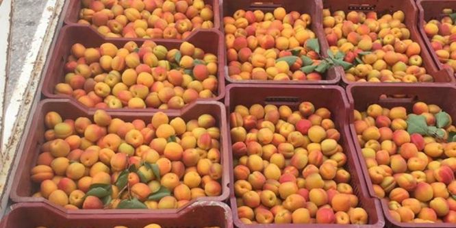 Turfanda kayısı ihracatı başladı