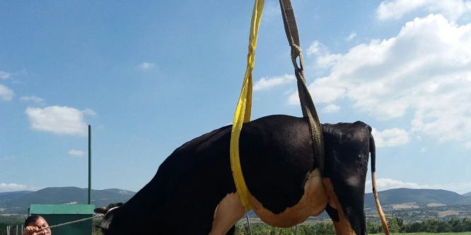 Sulama kanalına düşen ineği itfaiye kurtardı