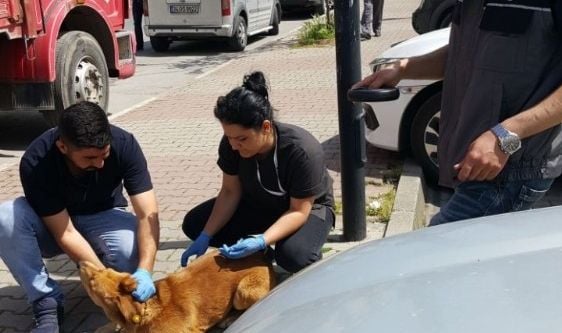 Kartal’da sokak hayvanları kuduza karşı aşılandı