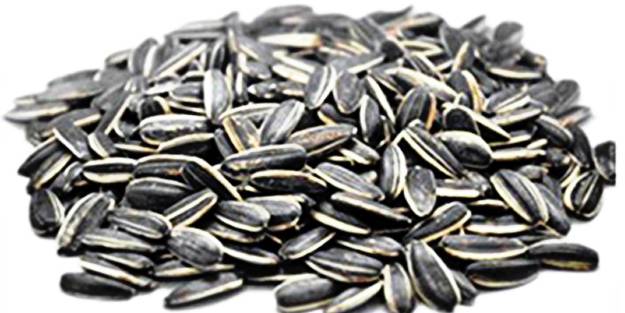 Çekirdek faydalı mı, zararlı mı?