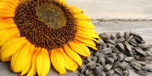 Çekirdek tüketmeniz İçin 5 Neden