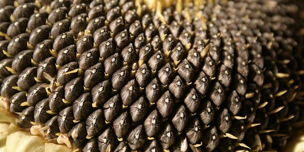 Çekirdek tüketmeniz için 5 neden! protein deposu, hemen alın! Evde zaman kaybetmeden iyileşin!