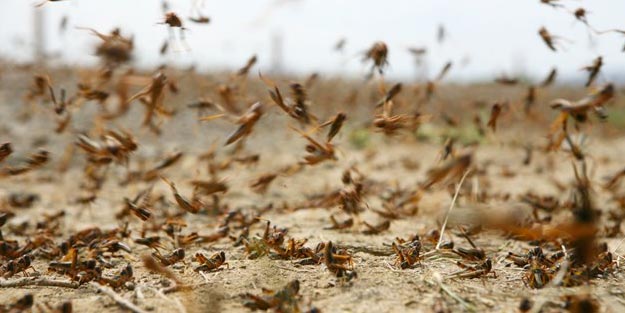 Çekirge istilası neden olur?