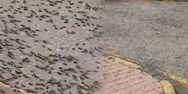 Çekirge istilası sonrası Umman'da karınca istilası