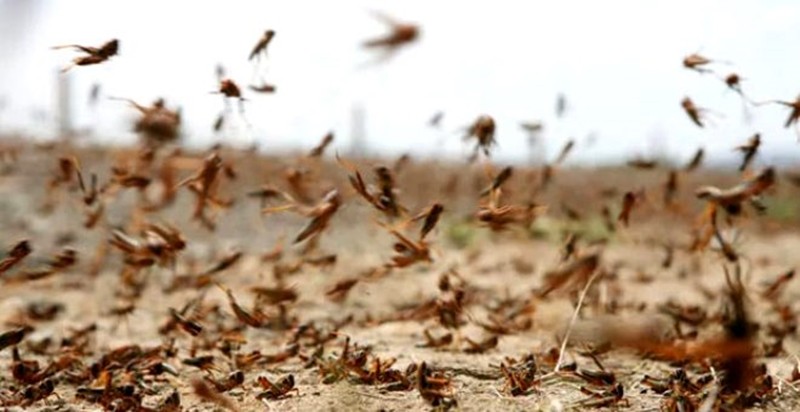 Çekirge istilasına ilginç çözüm: Çekirgeleri yiyorlar