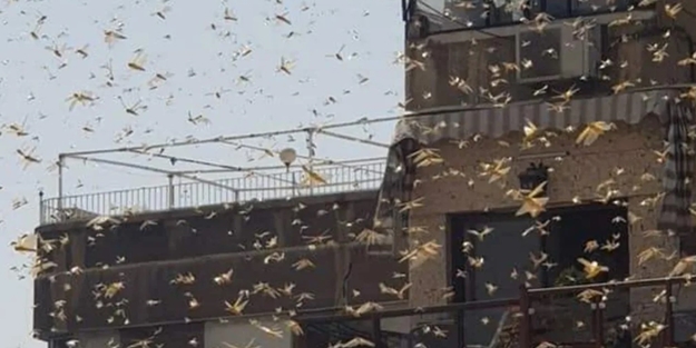 Çekirgeler Şam'ı istila etti!