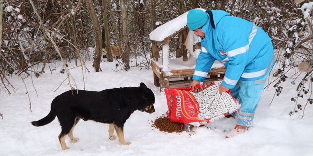 Çekmeköy Belediyesi karda sokak hayvanları için seferber oldu
