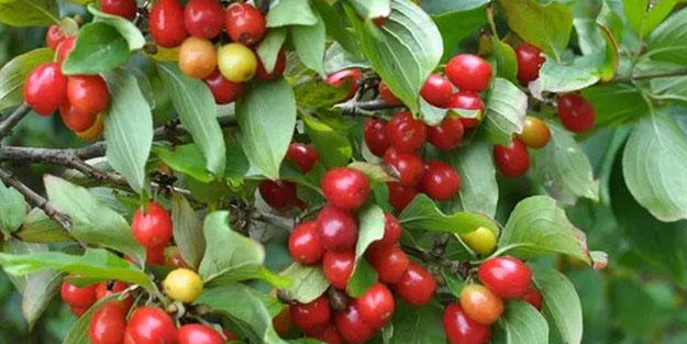 Çelik gibi kemiklerin anahtarı! Her gün 3 adet tüketmek yetiyor