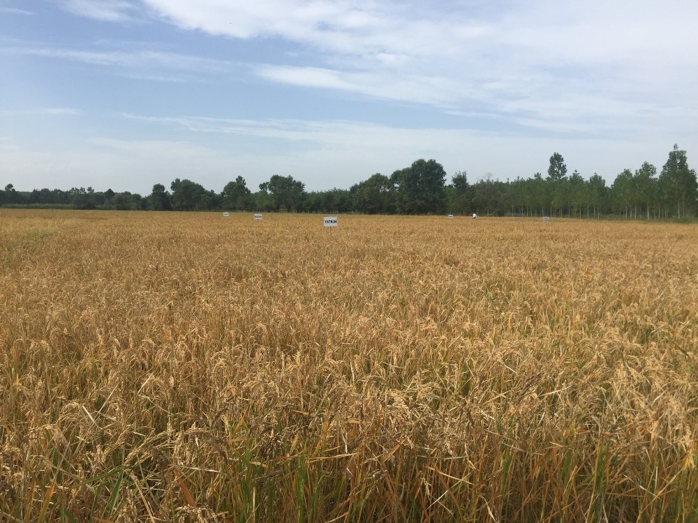 Çeltik samanı göz ardı ediliyor 