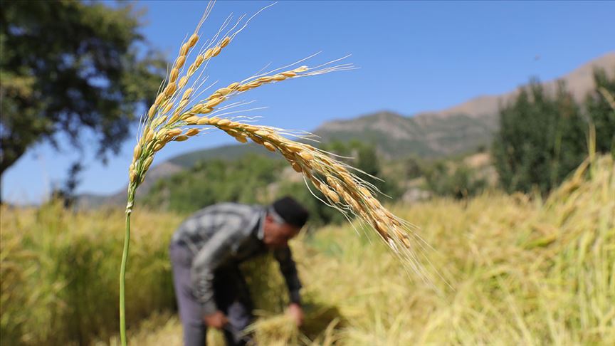 Çeltik üreticilerinin ilkel yöntemlerle harman kaldırma çalışması