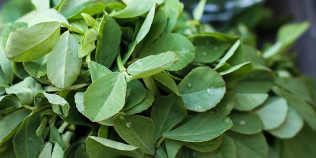 Çemen harika bir bitki