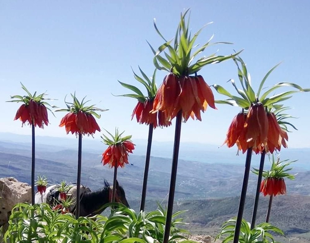 Çemişgezek dağlarını ters laleler süsledi 
