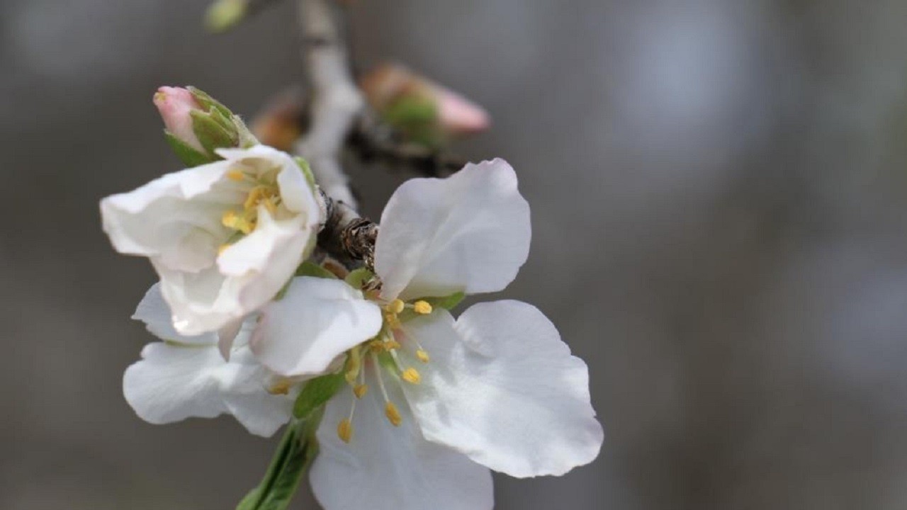 Cemre ne zaman düşecek? İşte cemrenin düşeceği tarih