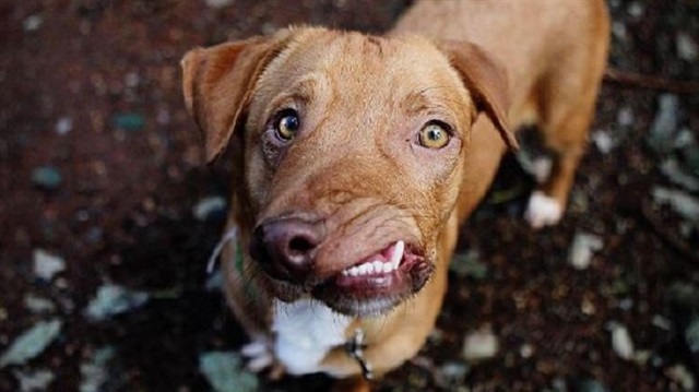 Çenesi yamuk olduğu için terk edildi