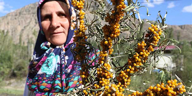Cengizhan’ın askerleri onunla besleniyordu