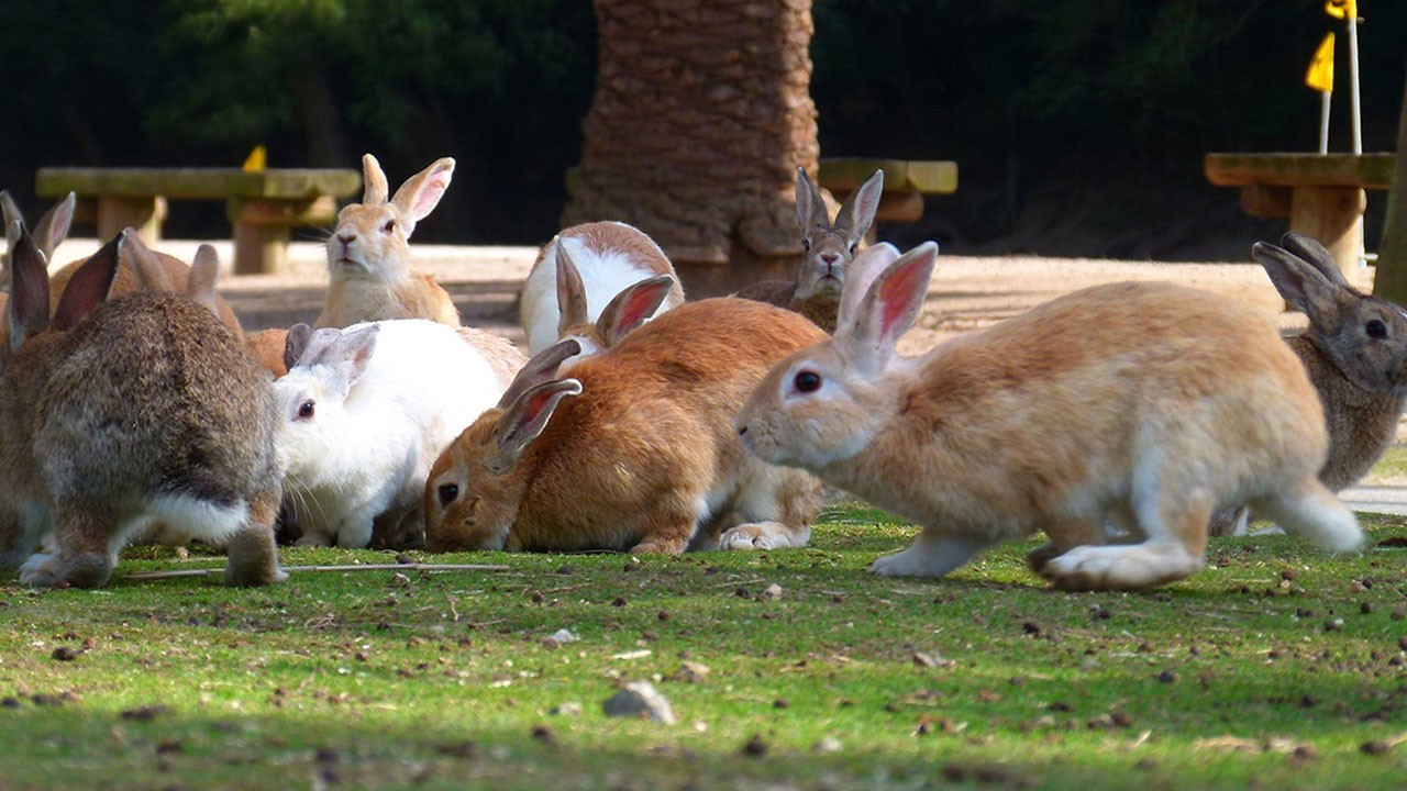 Cennet adada vahşet! Tavşanları makasla öldürdü, karar çıktı